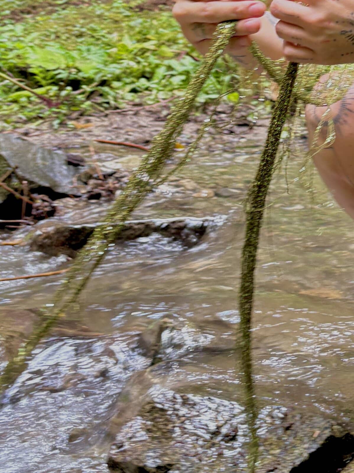The long fringed tails of the mesh held above a forest stream.