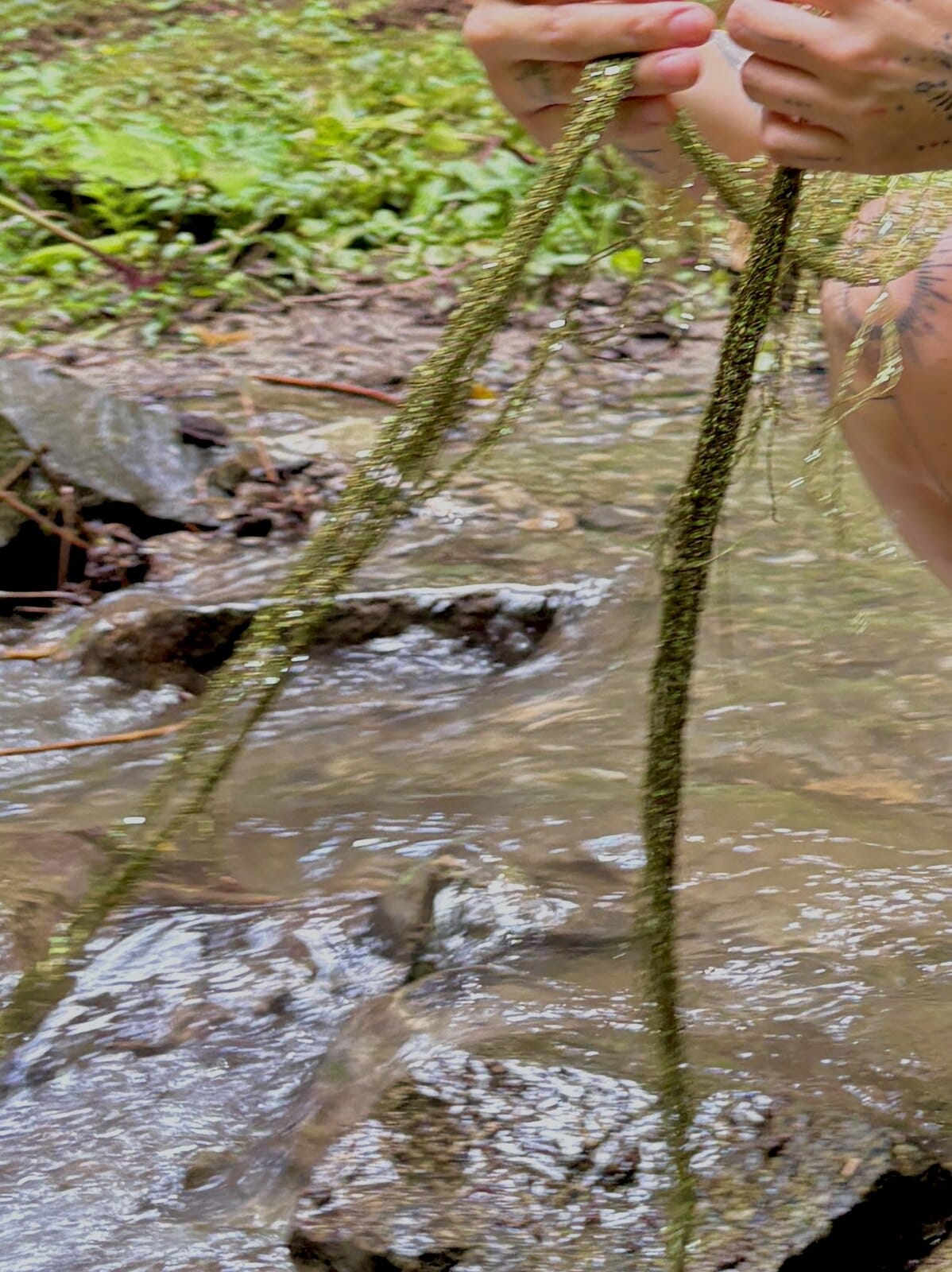 The long fringed tails of the mesh held above a forest stream.